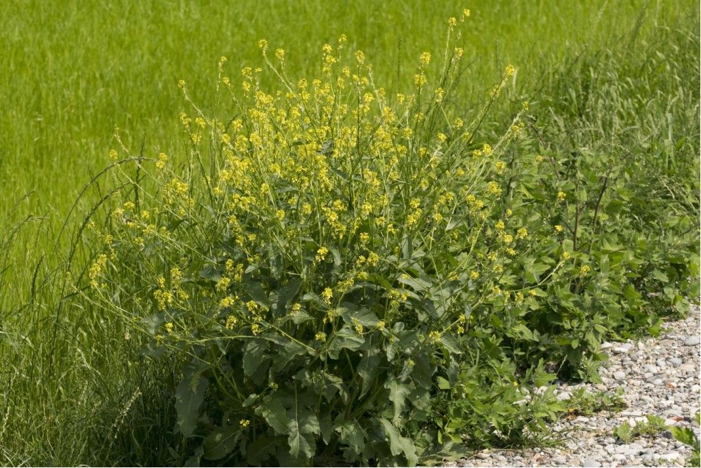 Aiuto per identificazione brassicaceae