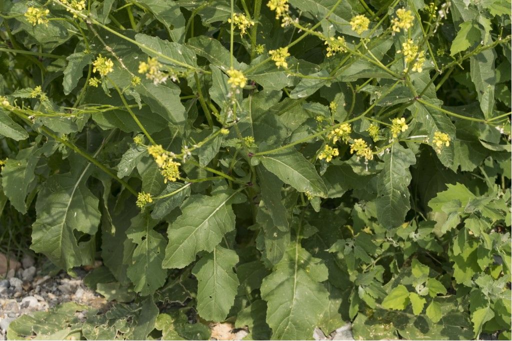 Aiuto per identificazione brassicaceae