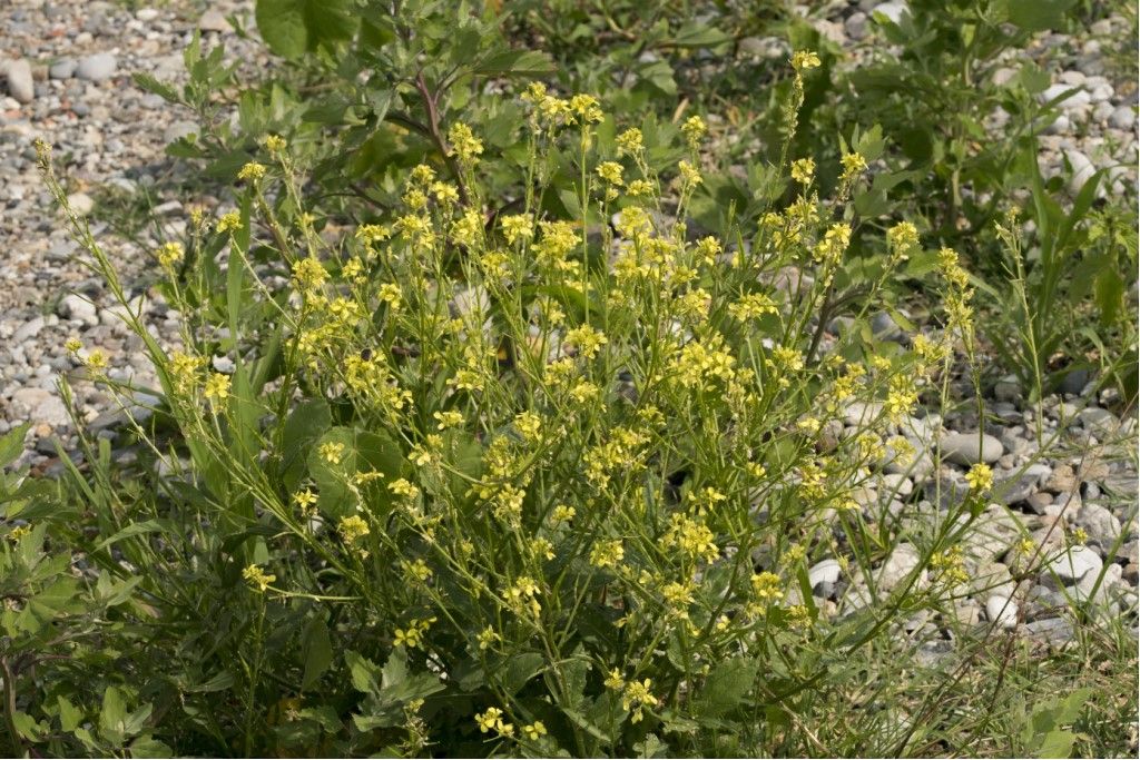 Aiuto per identificazione brassicaceae