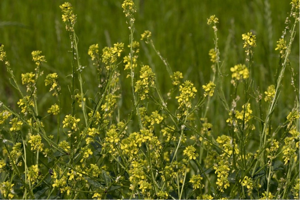 Aiuto per identificazione brassicaceae