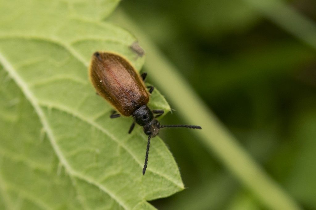 Tenebrionidae Lagriinae: Lagria hirta? S, femmina