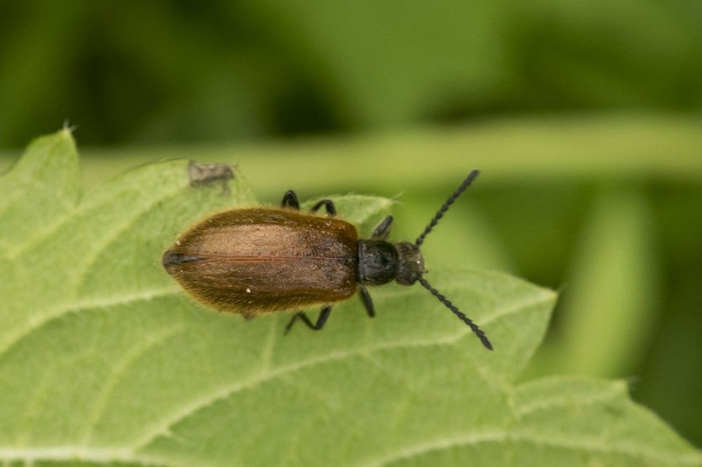 Tenebrionidae Lagriinae: Lagria hirta? S, femmina