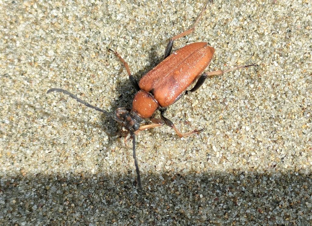 Cerambycidae: femmina di Stictoleptura rubra