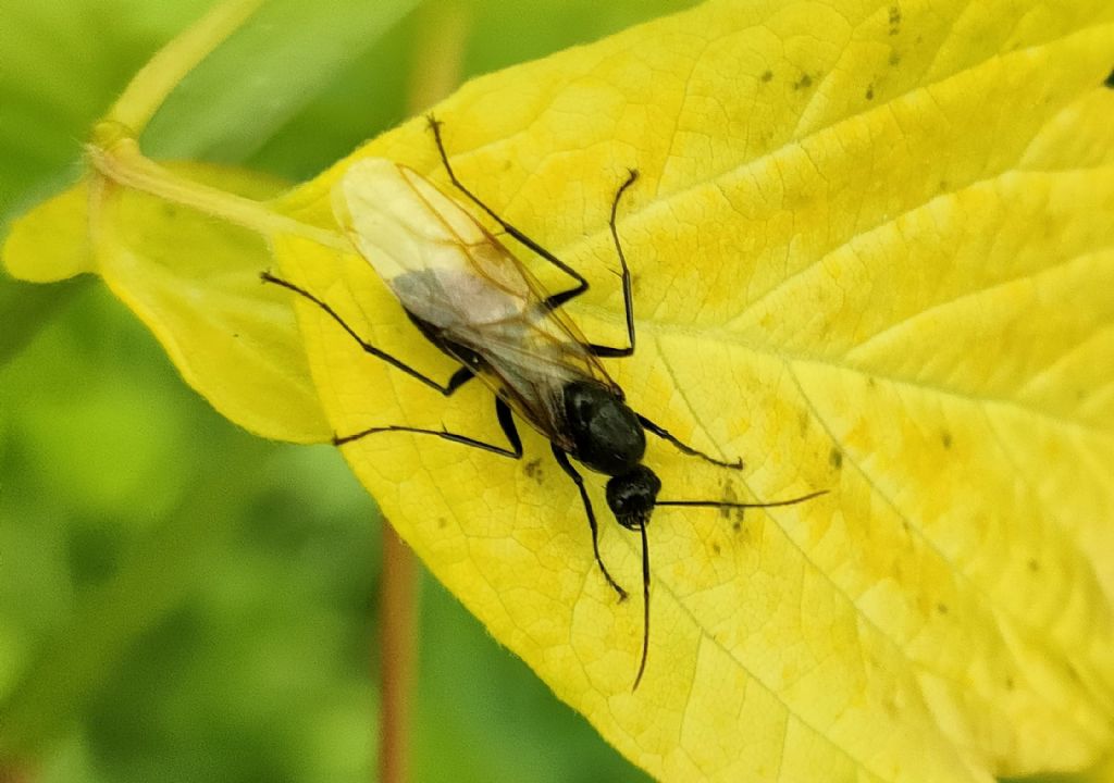 Aiuto per identificazione