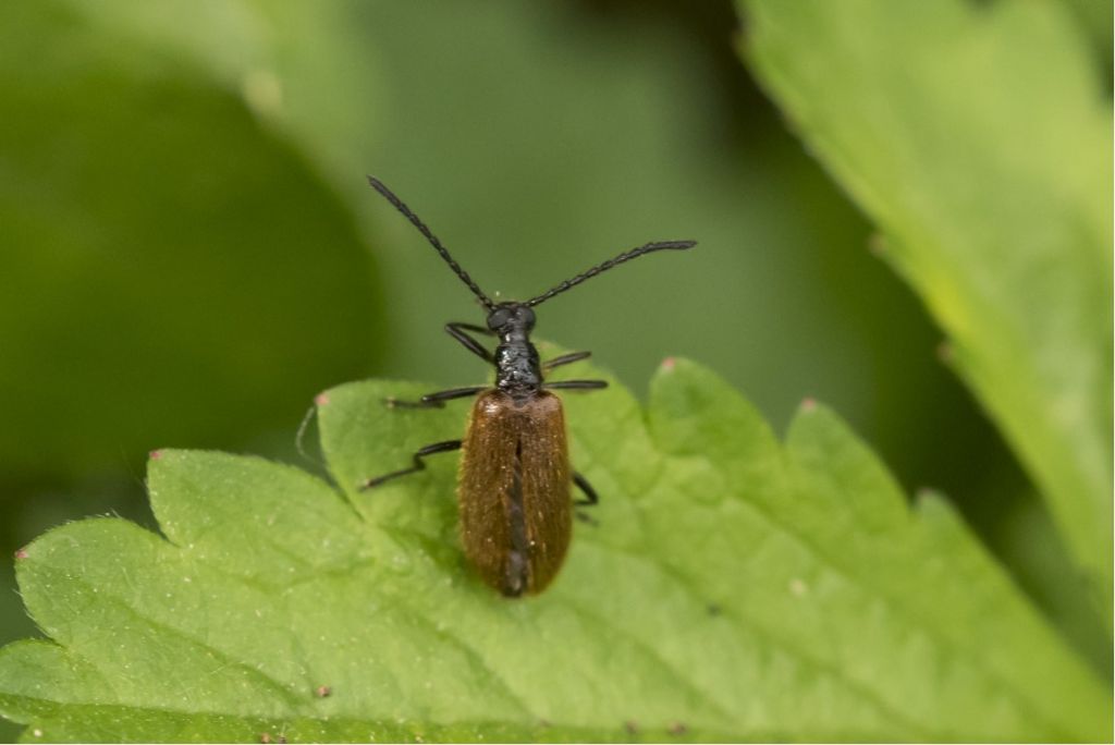 Tenebrionidae Lagriinae: Lagria hirta? S, maschio.