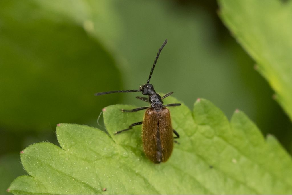 Tenebrionidae Lagriinae: Lagria hirta? S, maschio.