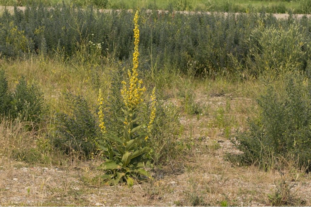 Pianta da determinare Verbascum thapsus ?