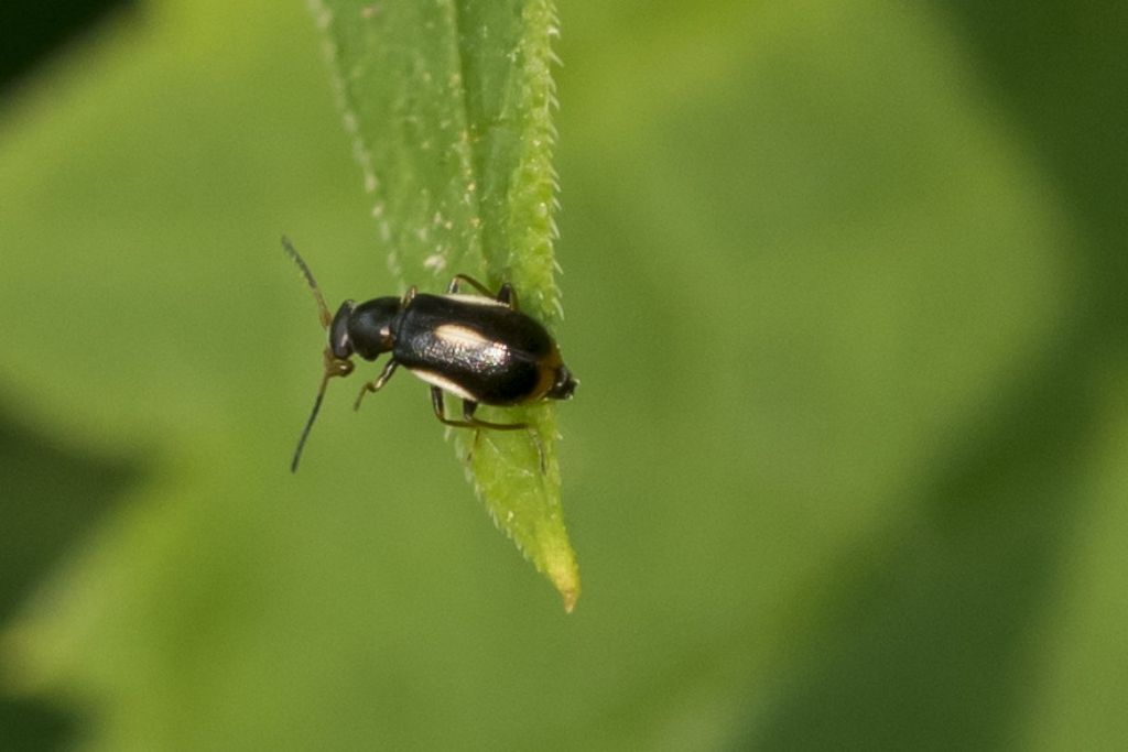 Colotes maculatus - Malachiidae (o Melyridae Malachiinae)