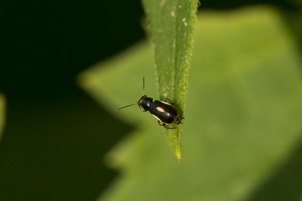 Colotes maculatus - Malachiidae (o Melyridae Malachiinae)