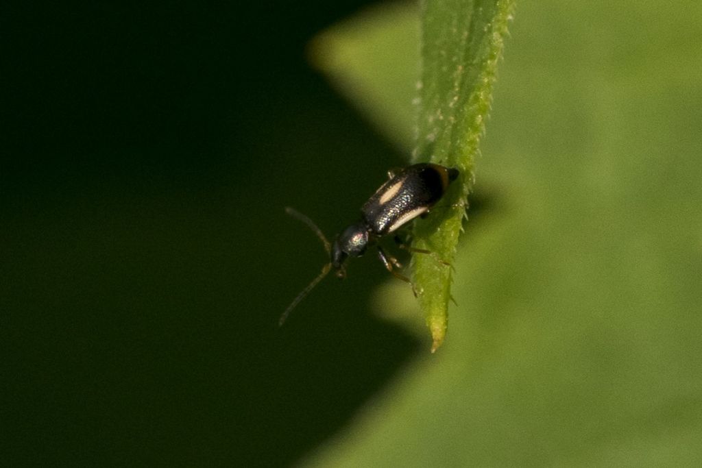 Colotes maculatus - Malachiidae (o Melyridae Malachiinae)