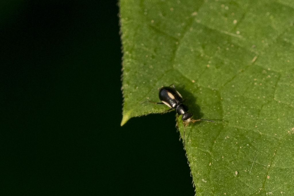 Colotes maculatus - Malachiidae (o Melyridae Malachiinae)