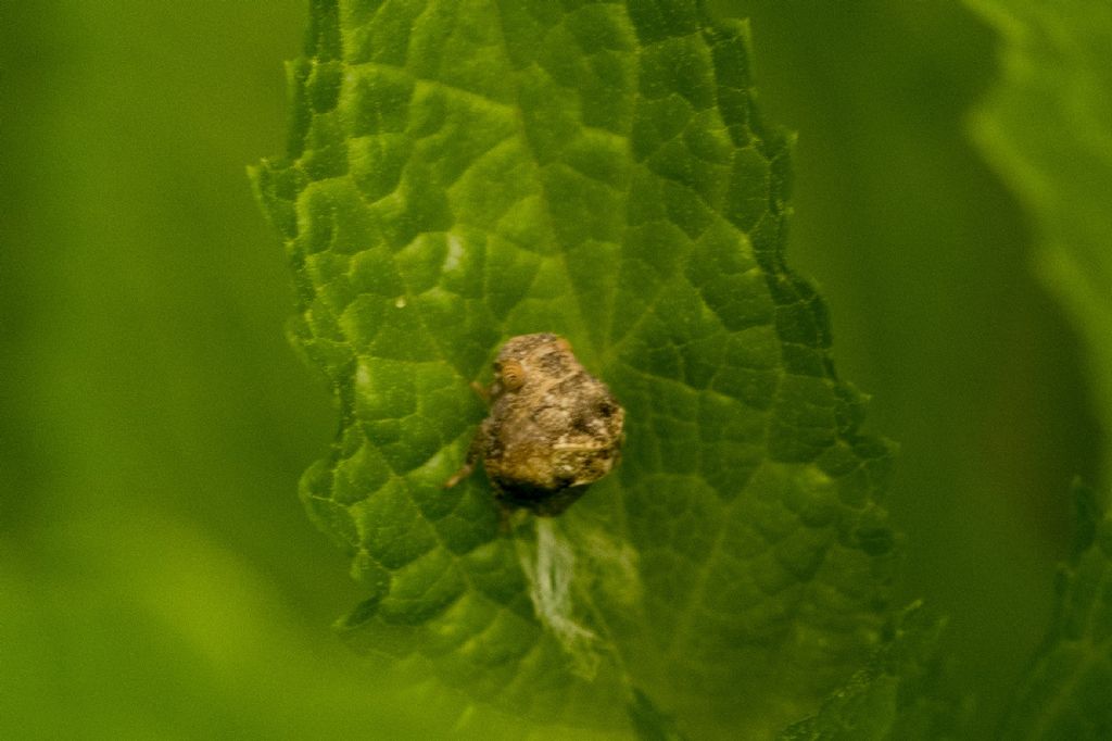 Aiuto per identificazione