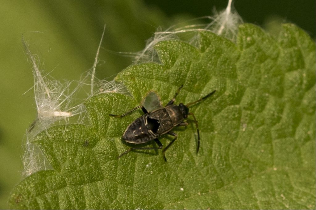 Aiuto per identificazione