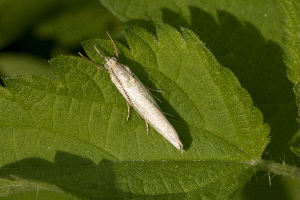 Crambidae da identificare