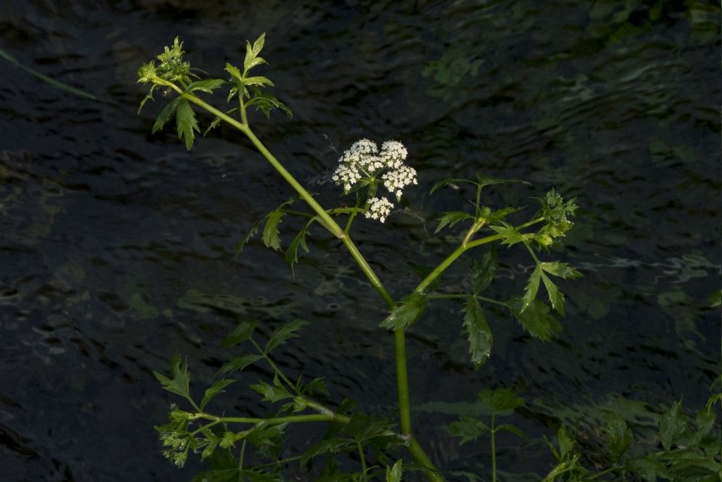 Berula erecta ?