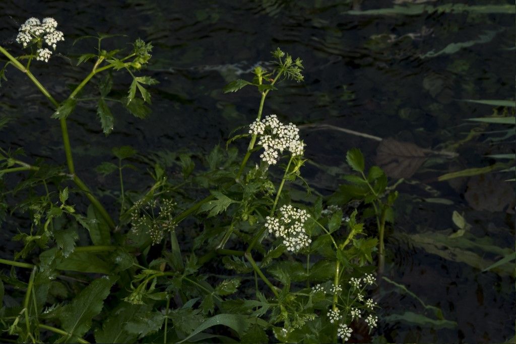 Berula erecta ?