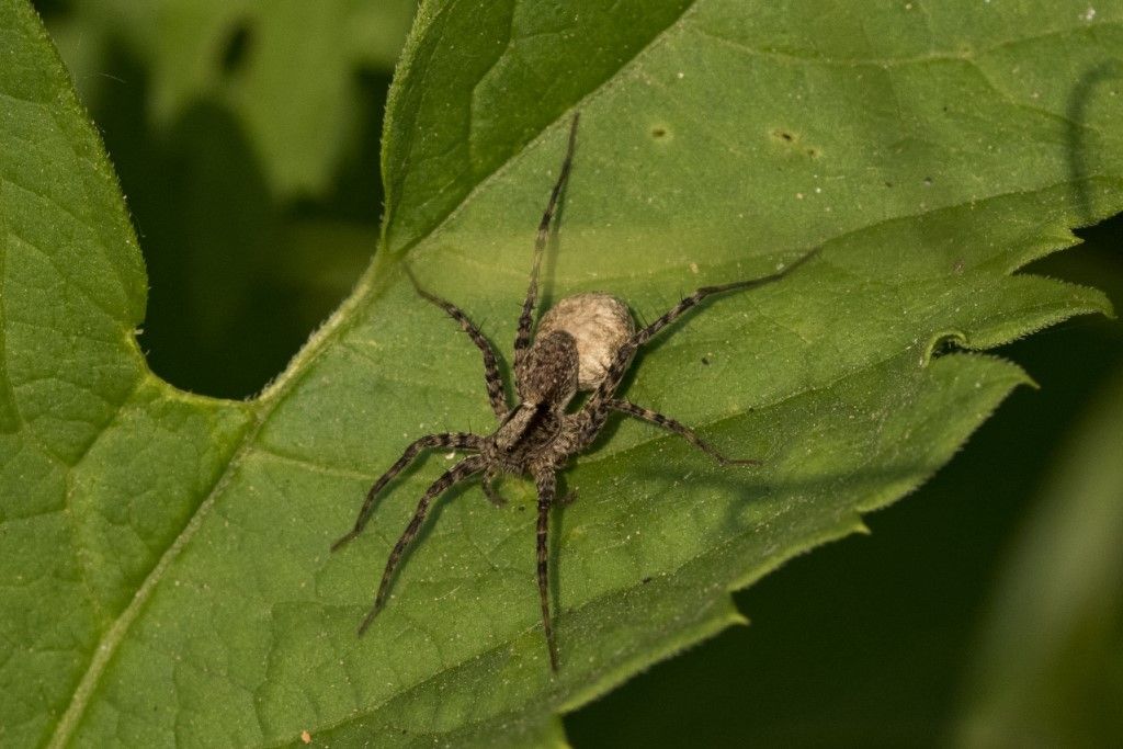 Pardosa lugubris ?