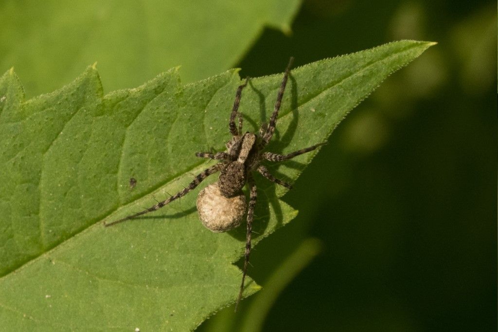 Pardosa lugubris ?