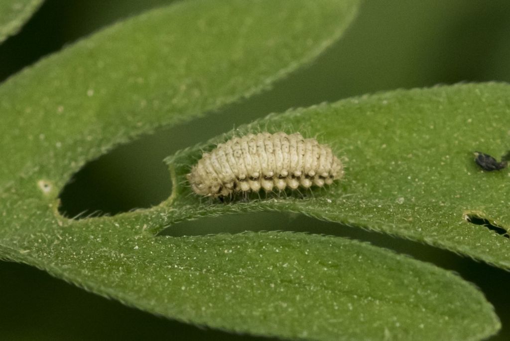 Aiuto per identificazione larva