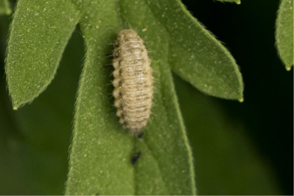 Aiuto per identificazione larva