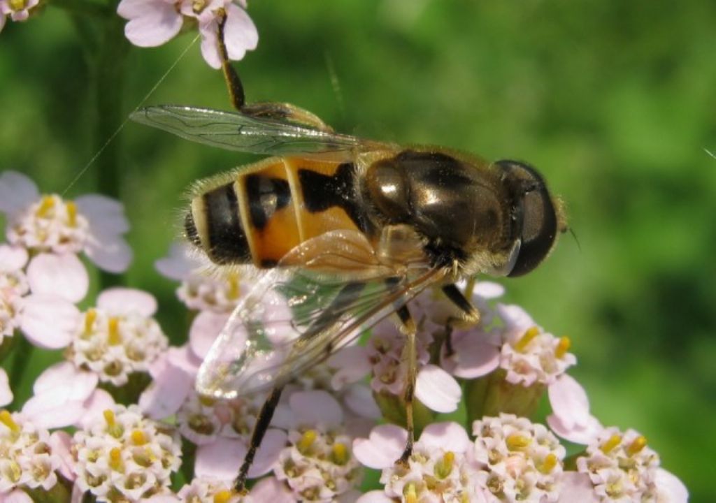 Syrphidae  da identificare