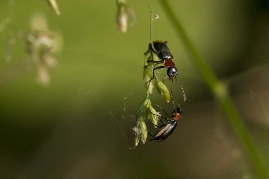 Malachiidae: Axinotarsus ruficollis