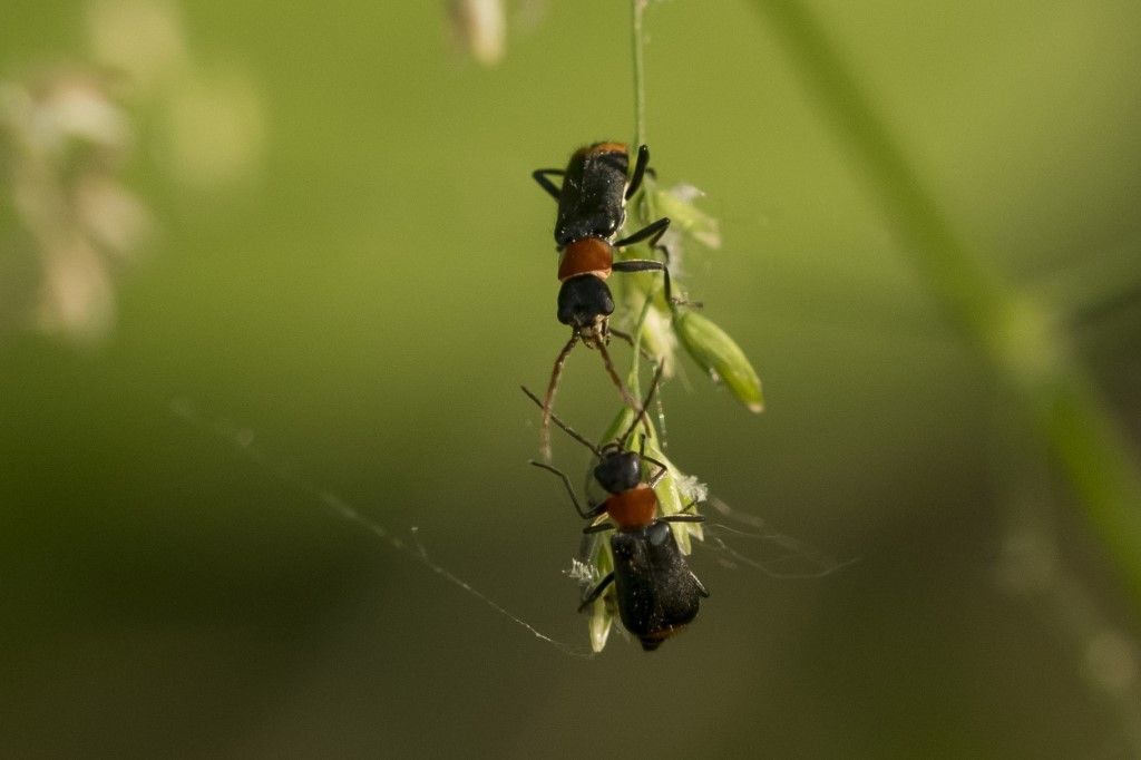 Malachiidae: Axinotarsus ruficollis