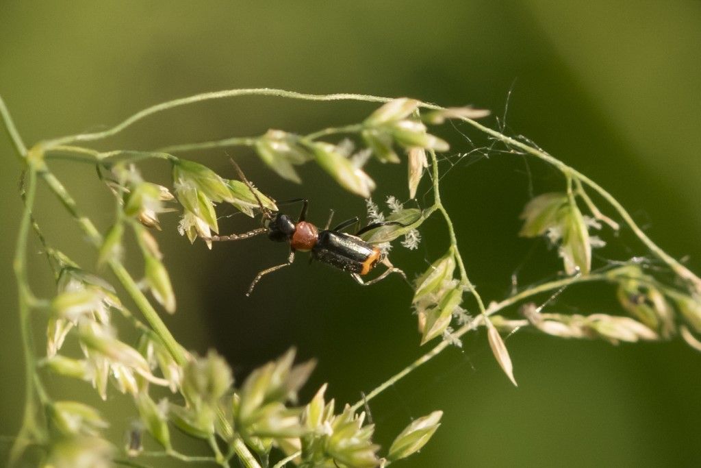 Malachiidae: Axinotarsus ruficollis