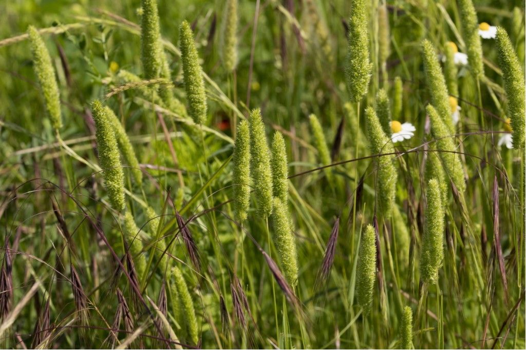 Poaceae da determinare ( Phleum pratense?)