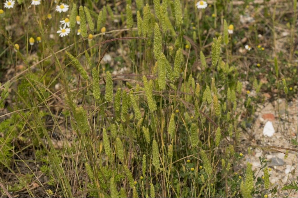 Poaceae da determinare ( Phleum pratense?)