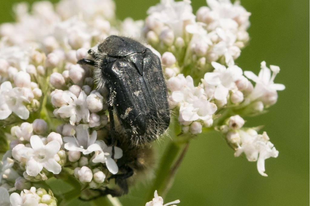 Cetoniidae: Tropinota squallida