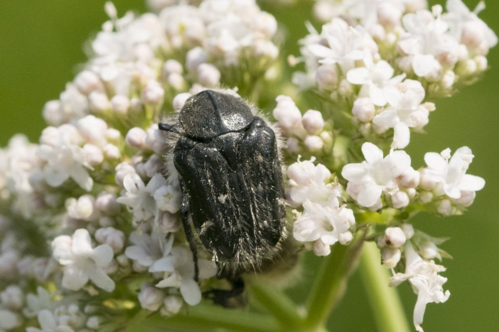 Cetoniidae: Tropinota squallida