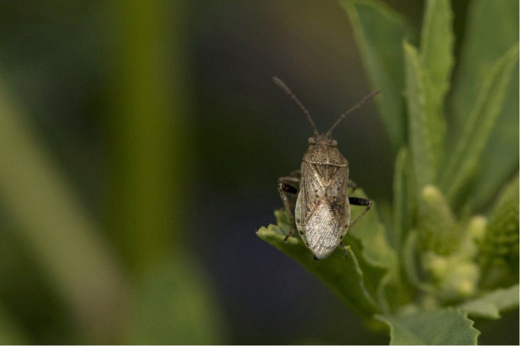 Stictopleurus punctatonervosus ?