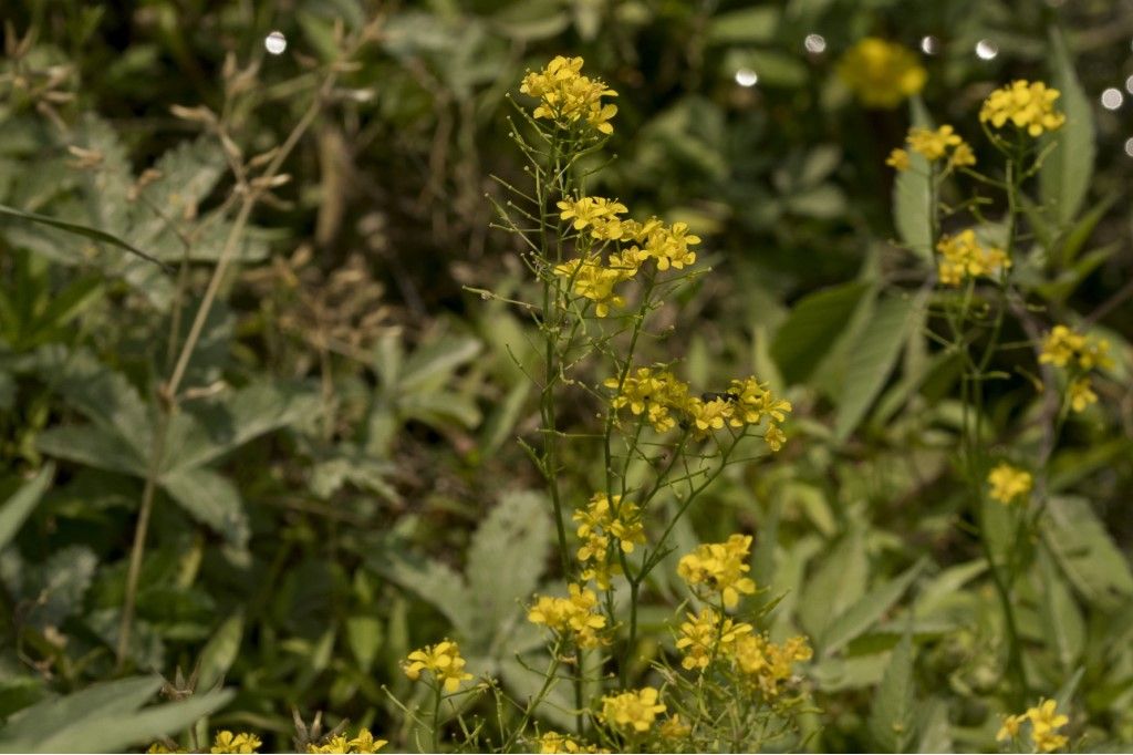 Brassicaceae da identificare