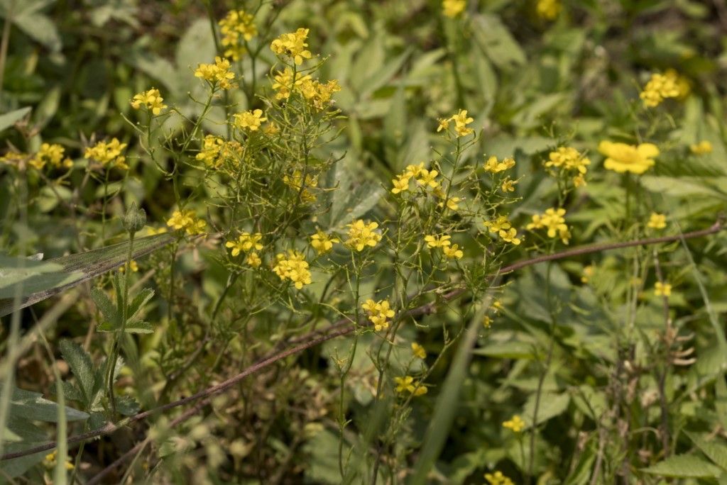 Brassicaceae da identificare