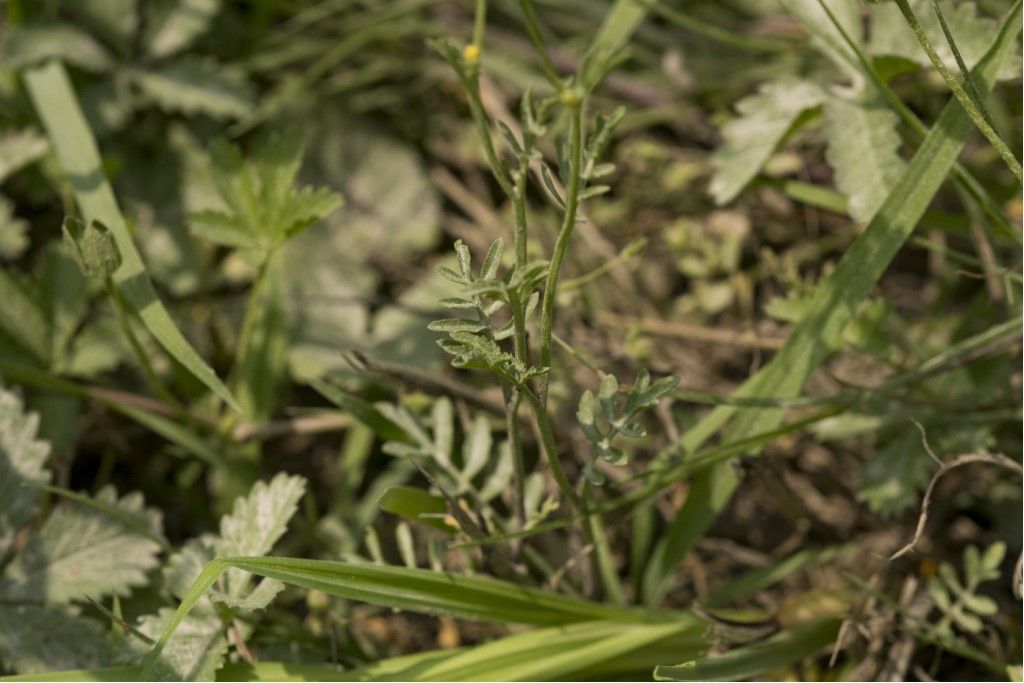 Brassicaceae da identificare