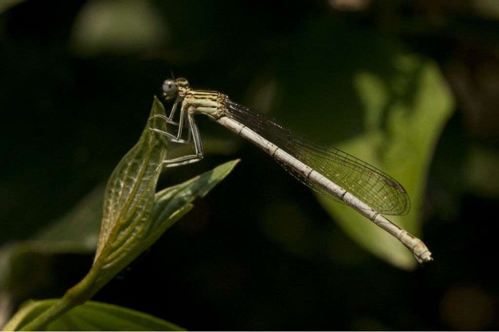 Platycnemis pennipes o Platycnemis latipes ?