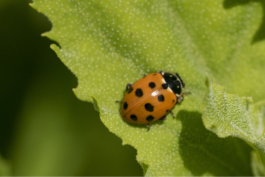 Coccinellidae: Hippodamia variegata