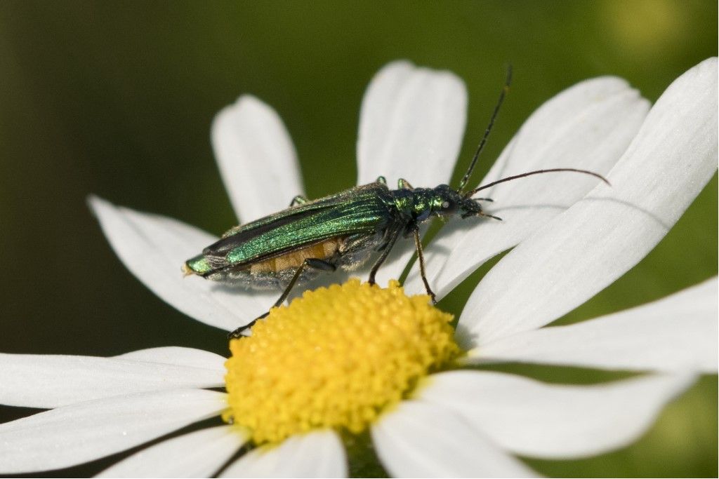 Oedemeridae: femmina di Oedemera nobilis