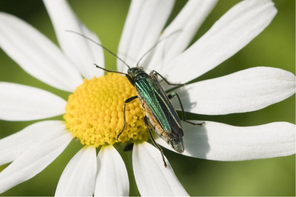 Oedemeridae: femmina di Oedemera nobilis