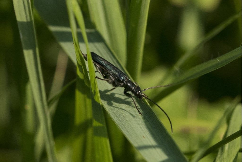 Oedemeridae: Oedemera lurida? No, maschio di Anogcodes ruficollis