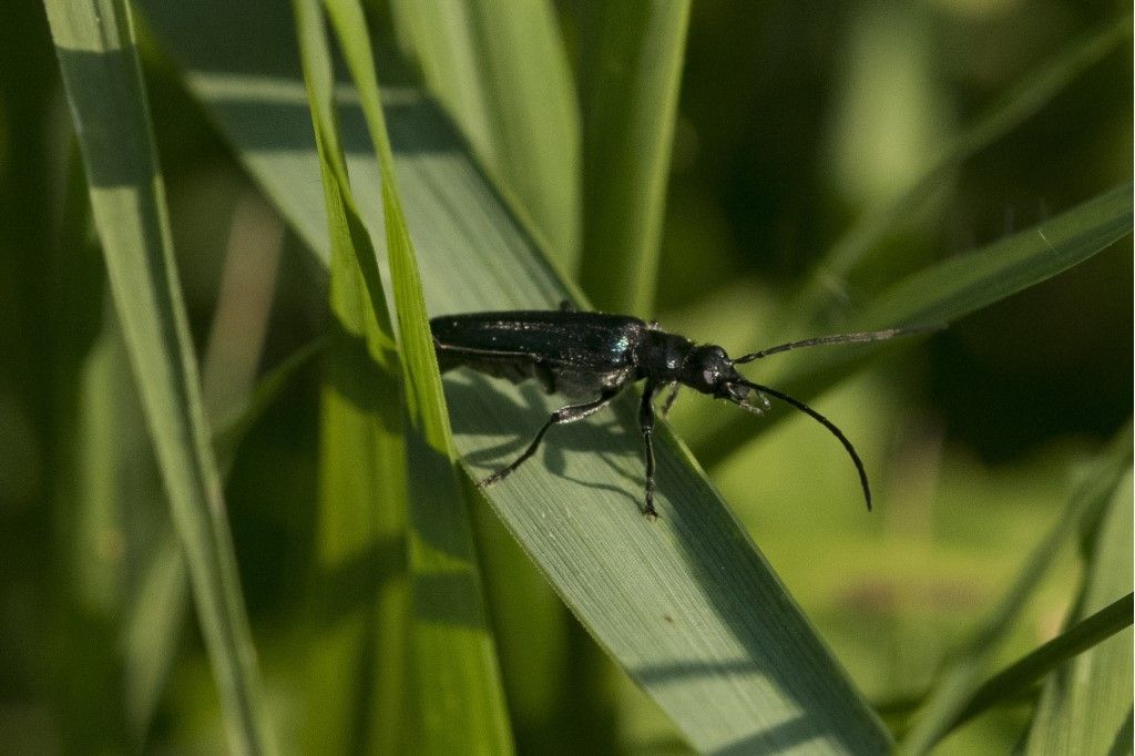 Oedemeridae: Oedemera lurida? No, maschio di Anogcodes ruficollis