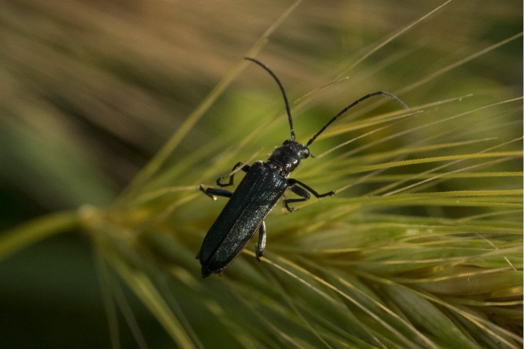 Oedemeridae: Oedemera lurida? No, maschio di Anogcodes ruficollis