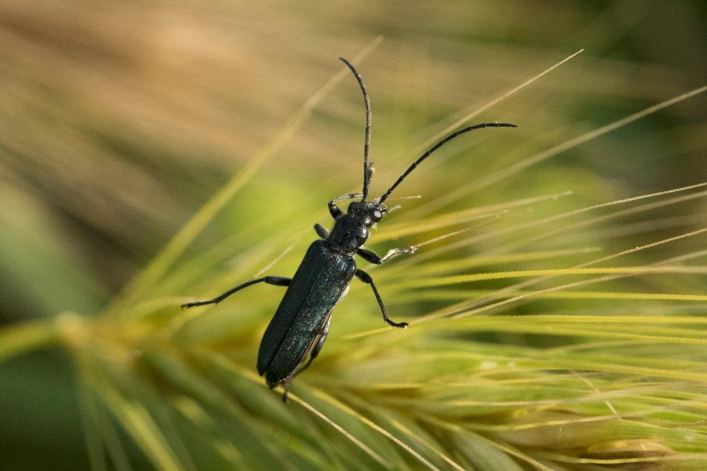 Oedemeridae: Oedemera lurida? No, maschio di Anogcodes ruficollis