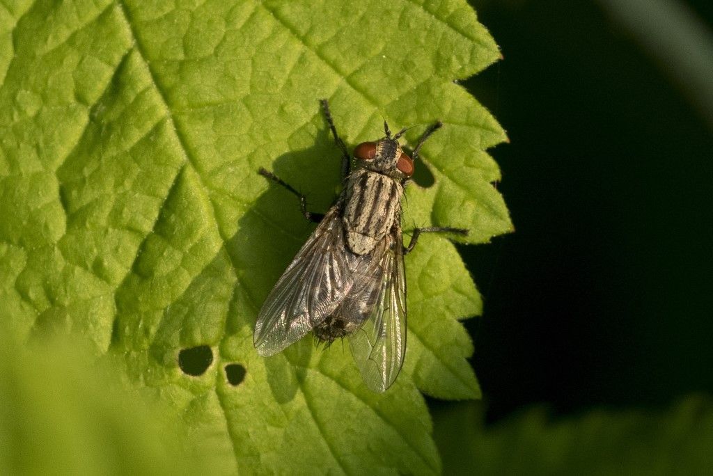 Sarcophaga sp. (Sarcophagidae)