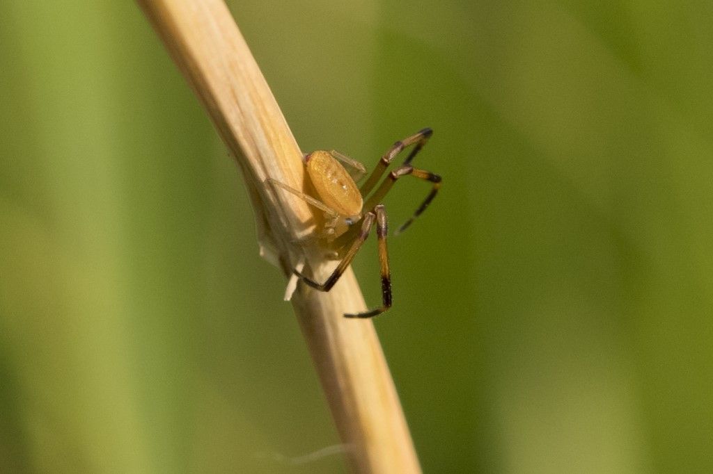 Thomisidae da identificare