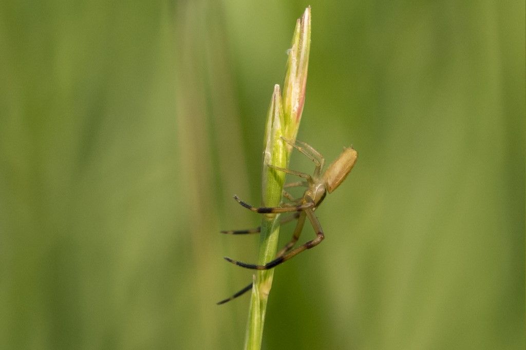 Thomisidae da identificare