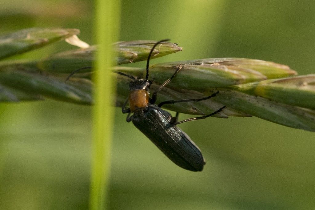 Oedemeridae: Anogcodes ruficollis? S, femmina