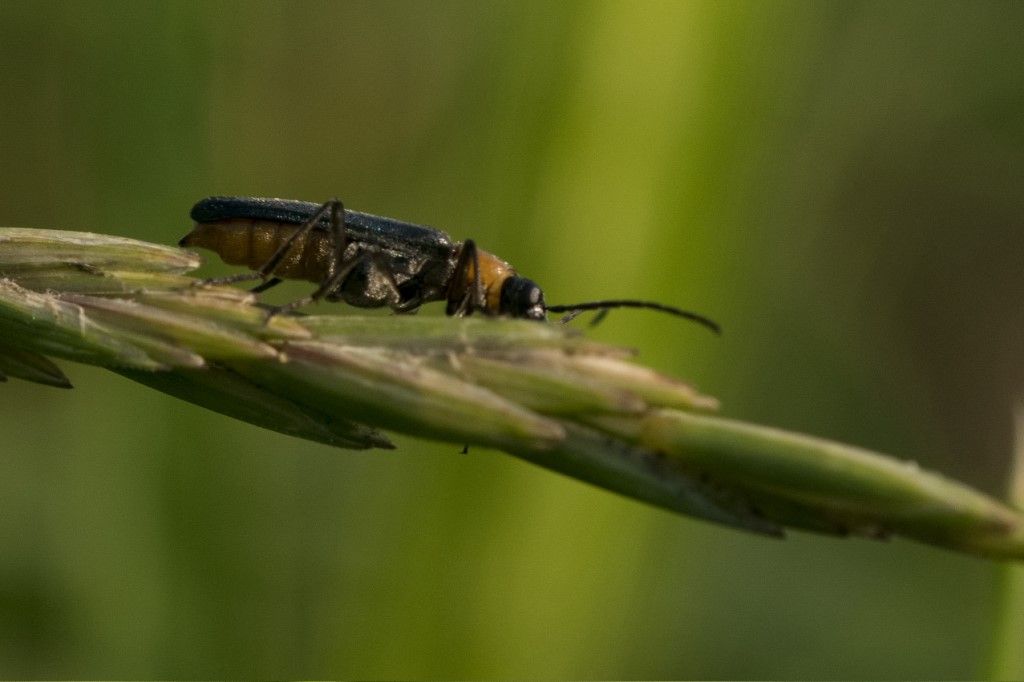 Oedemeridae: Anogcodes ruficollis? S, femmina