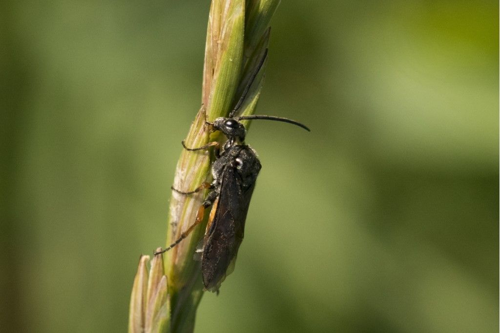 Tenthredinidae: Dolerus puncticollis? probabile D. germanicus